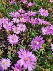 Lampranthus tegens