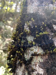 Macromitrium longipes