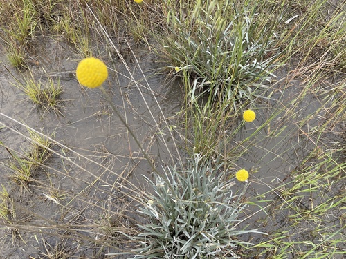 Pycnosorus globosus, photograph 4