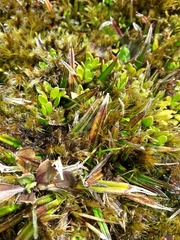 Astelia linearis