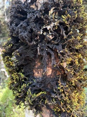 Macromitrium longipes