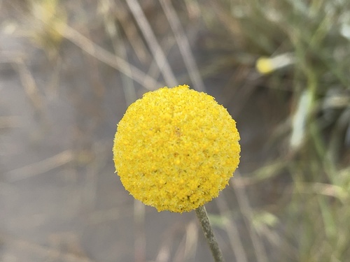 Pycnosorus globosus, photograph 5