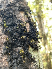 Macromitrium longipes