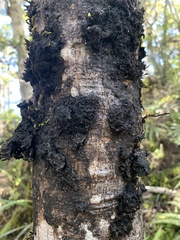 Macromitrium longipes