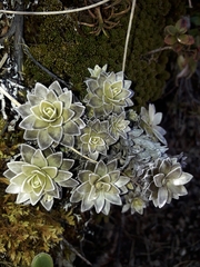 Leucogenes leontopodium