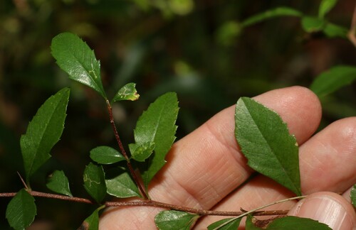 Graptophyllum spinigerum, photograph 1
