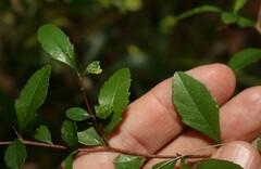 Graptophyllum spinigerum