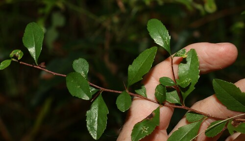 samford holly (Graptophyllum spinigerum)