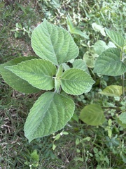 Coleus amboinicus