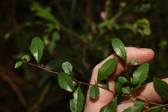 Graptophyllum spinigerum