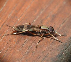 Therevidae