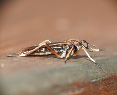 Therevidae