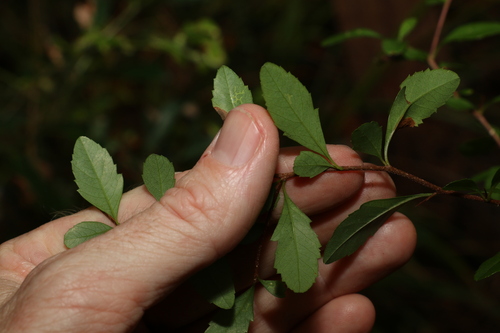 Graptophyllum spinigerum, photograph 3