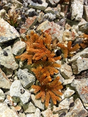 Austrolycopodium fastigiatum