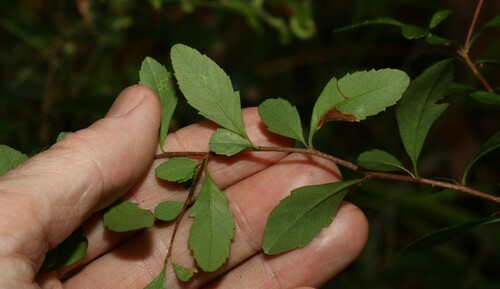 Image of Graptophyllum spinigerum by (c) Greg Tasney, some rights reserved (CC BY-SA)