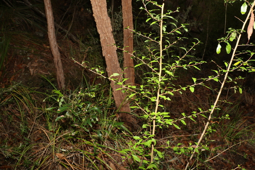 Graptophyllum spinigerum, photograph 5