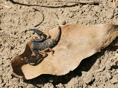 Hormurus