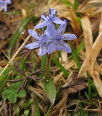 Scilla kladnii