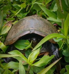 Kinosternon herrerai