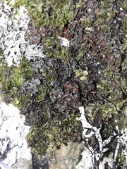 Hymenophyllum multifidum