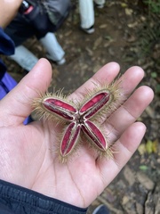 Sapindaceae
