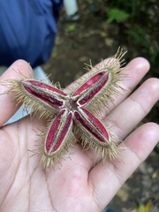 Sapindaceae