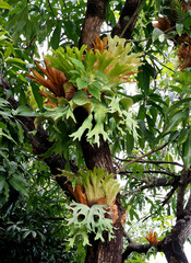 Platycerium wallichii