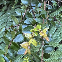 Metrosideros diffusa