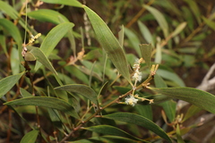Acacia calyculata