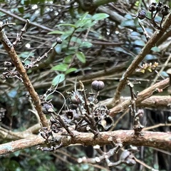 Metrosideros diffusa