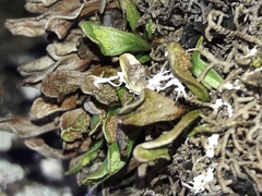 Notogrammitis crassior