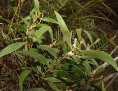Acacia calyculata