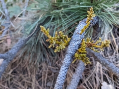 Arceuthobium vaginatum cryptopodum