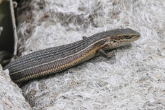 Pseudemoia pagenstecheri