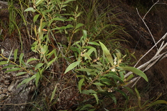 Acacia calyculata