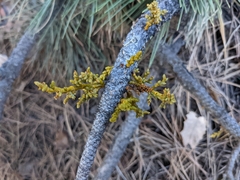 Arceuthobium vaginatum cryptopodum