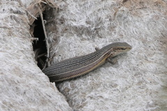 Pseudemoia pagenstecheri