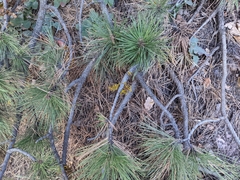 Arceuthobium vaginatum cryptopodum