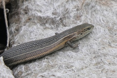 Pseudemoia pagenstecheri