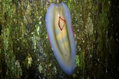 Triboniophorus graeffei