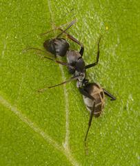Camponotus cinctellus