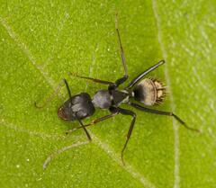 Camponotus cinctellus