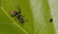 Camponotus cinctellus