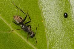 Camponotus cinctellus