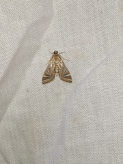 Acentropinae