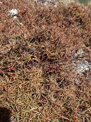 Dracophyllum recurvum