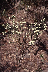 Pimelea nivea