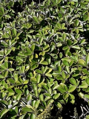 Macrolearia colensoi