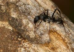 Camponotus cinctellus