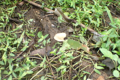 Lentinus sajor-caju
